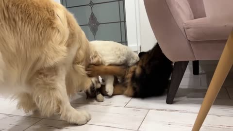 Golden Retriever Loves Playing with Puppies