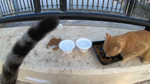 MICHAEL JACKSON & ED SHEERAN - Homeless cats in Ras Al Khaimah, UAE #cat #EdSheeran #MichaelJackson