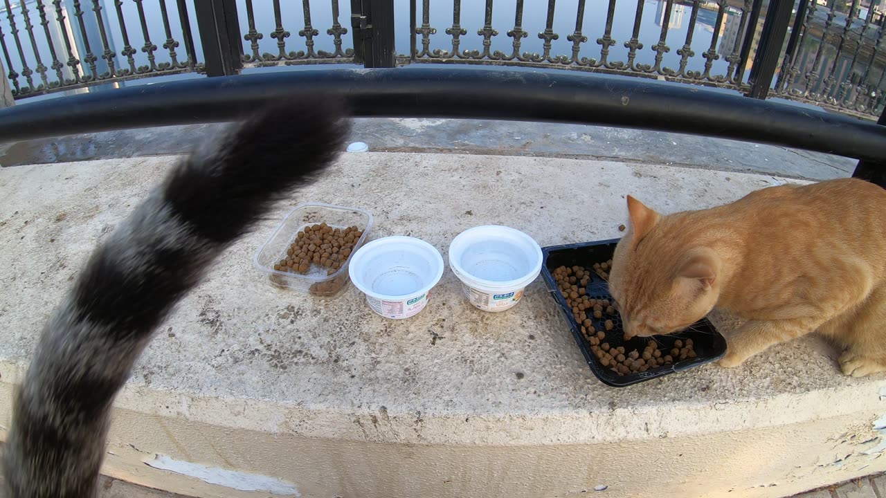 MICHAEL JACKSON & ED SHEERAN - Homeless cats in Ras Al Khaimah, UAE #cat #EdSheeran #MichaelJackson