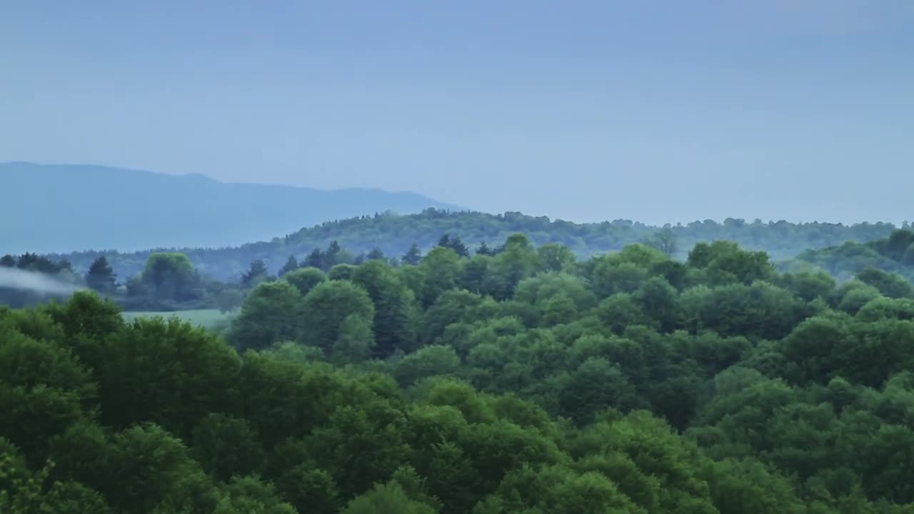 Primary forest