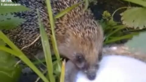 hedgehog