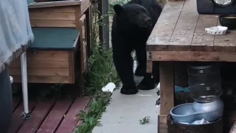 Black Bear wont leave