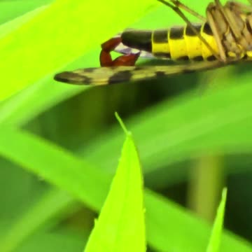 Common scorpion fly male / very beautiful insect feeding / fly with scorpion sting.
