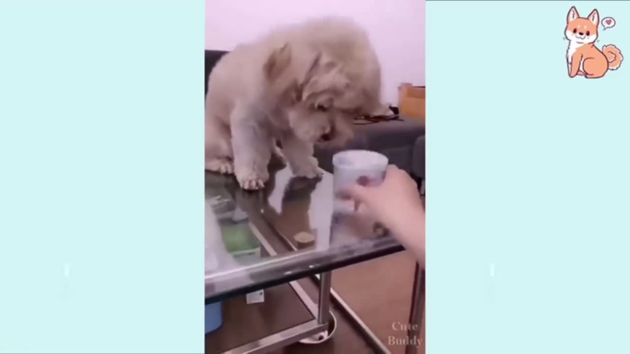 Funny🤣 and cute dogs video😍😍