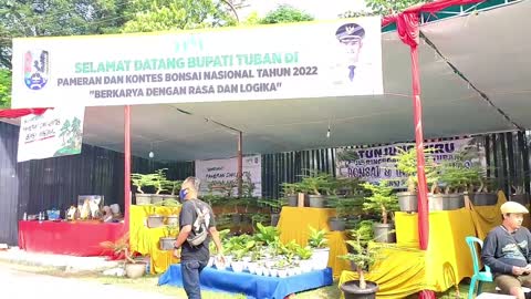 Indonesia's unique plant contest that makes you amazed