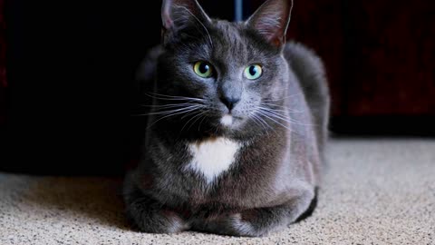 pet cat resting 🔥 4K 🔥