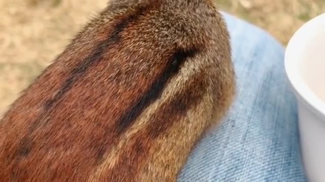 Dinky showing his tail