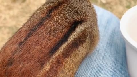 Dinky showing his tail