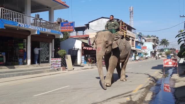 Funny elephant 🐘 walking in road videos