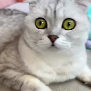 How to trick a cat😂 #cat #cats