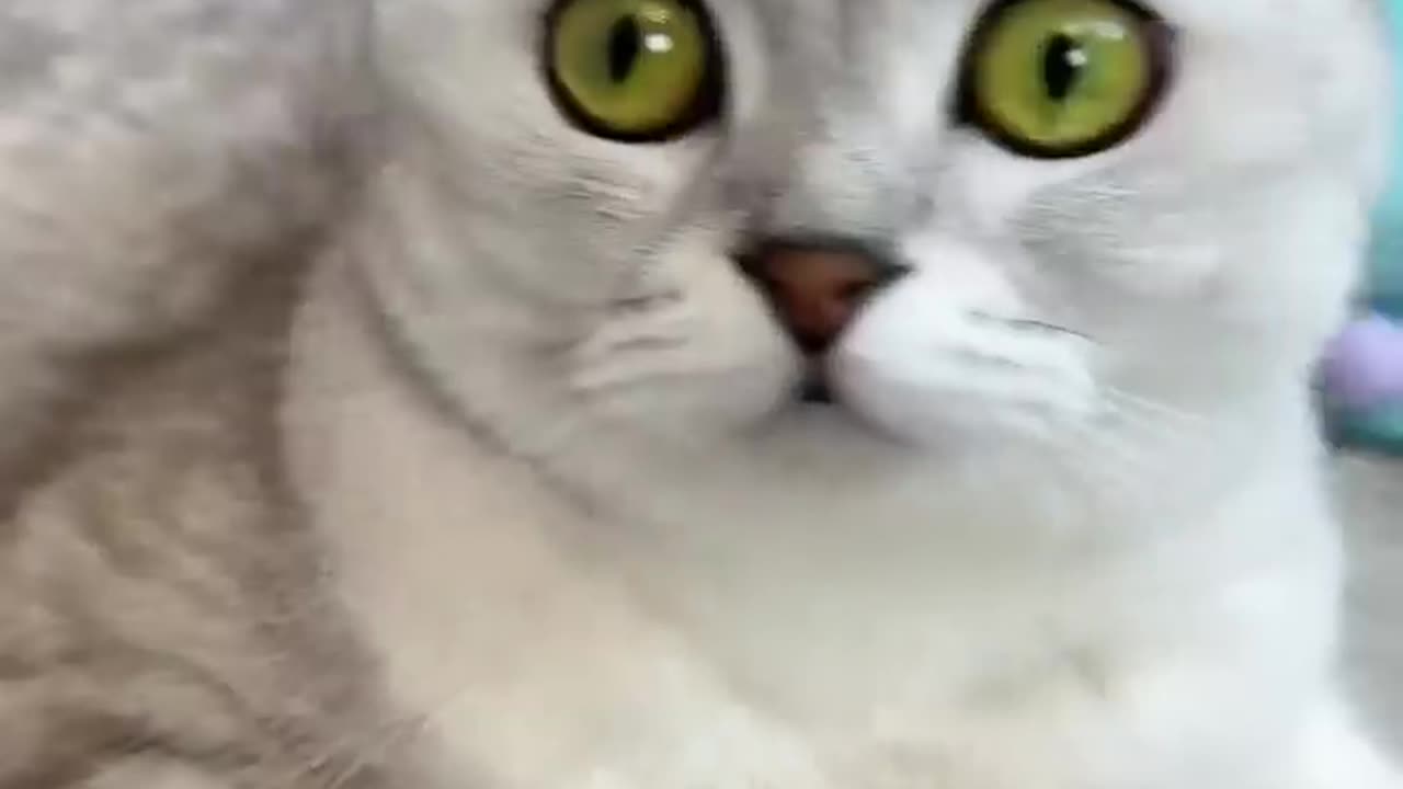 How to trick a cat😂 #cat #cats