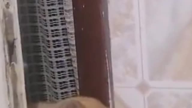 Cat jumps and opens the door