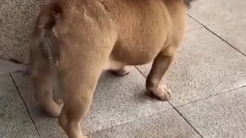 🤣Funny dog video🤣/#shorts