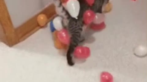 Cute Cat Gif 🥰💗🐈