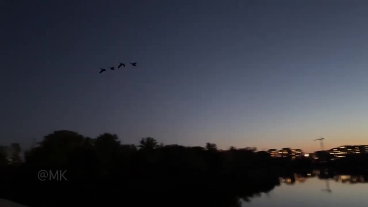 The Evening Birds 🦢 | সন্ধ্যাবেলার পাখি | Canada 🍁