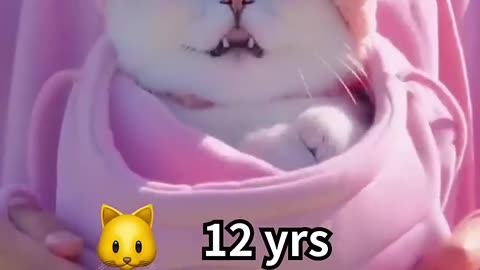 Cat Years ➡️ Human Years #facts