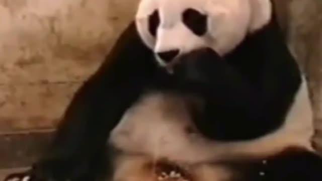 Pandas are some of the most adorable creatures on Earth, except when they start sneezing.