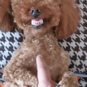 Two Dogs, Two Moods: One Grumpy, One Laughing Hysterically While Playing with Their Owner!