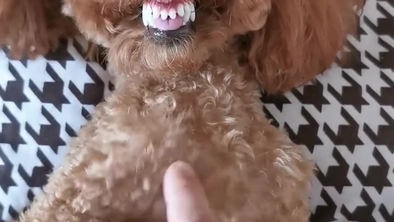 Two Dogs, Two Moods: One Grumpy, One Laughing Hysterically While Playing with Their Owner!