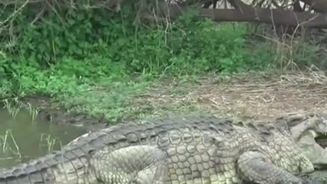 Crocodiles eat their own when they are hungry