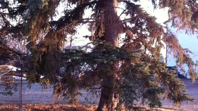 Fearless dog climbs extremely tall tree