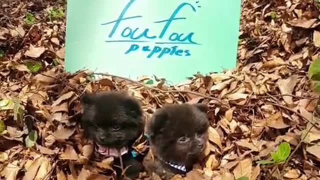 unique color black pomeranian sisters