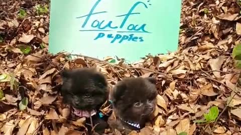 unique color black pomeranian sisters