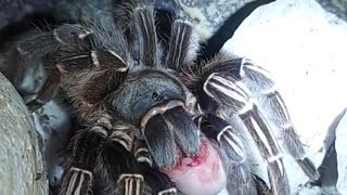 Costa Rican Stripe Knee Tarantula
