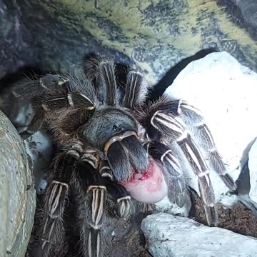 Costa Rican Stripe Knee Tarantula