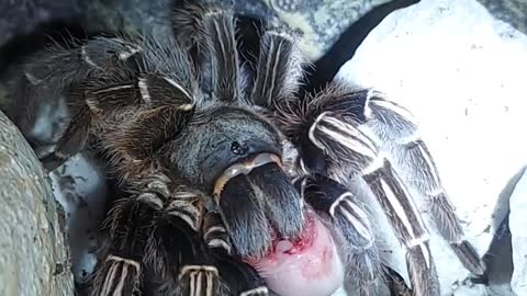 Costa Rican Stripe Knee Tarantula