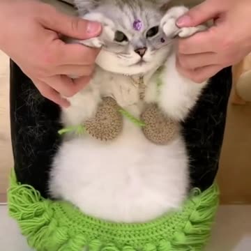 Cute Cats & Funny Cats 😍😍😅😅 #shorts #cats #viral #mmvcats