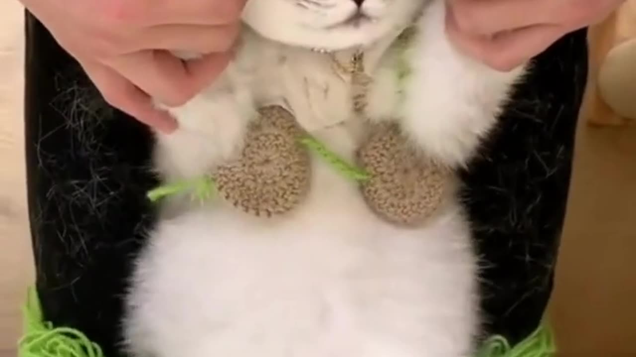 Cute Cats & Funny Cats 😍😍😅😅 #shorts #cats #viral #mmvcats