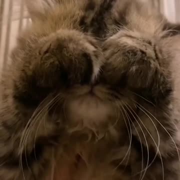 cat play hide-and-seek