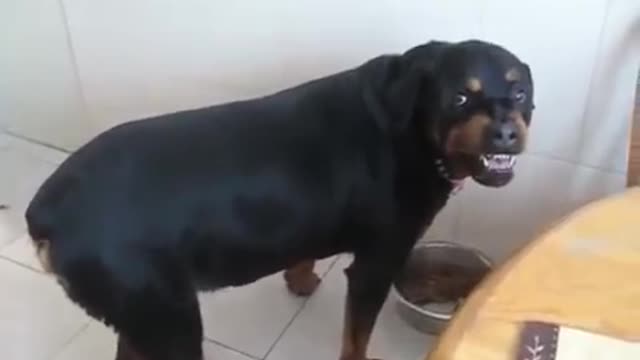 Dog sounds exactly like DMX