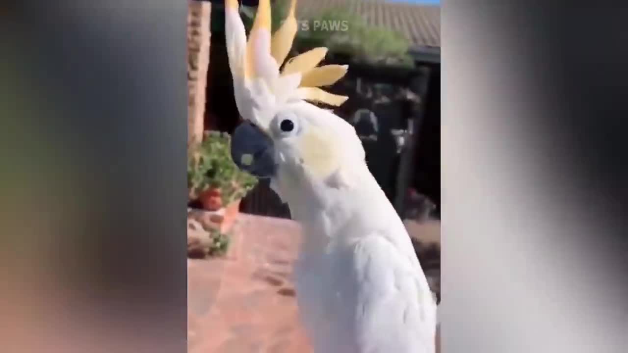 Smart And Funny Parrots