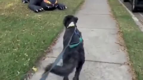 Funny Stubborn Animal