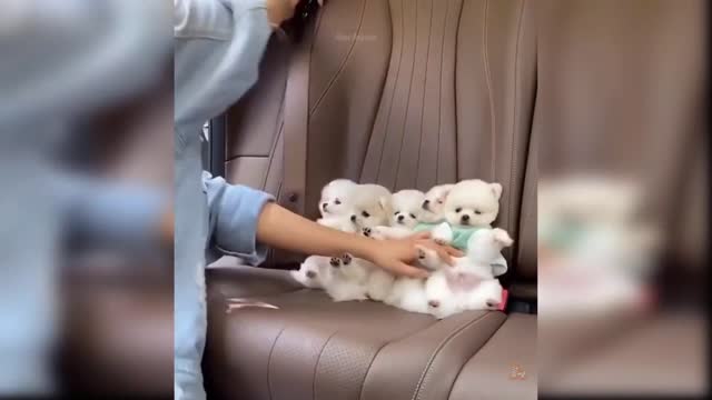 Funny and Cute Tiktok Dog compilation #1.