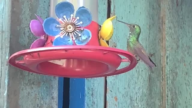 Hummingbird.