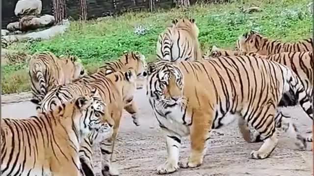 The tiger is robbing the food that has been released. Do you see what has been released?