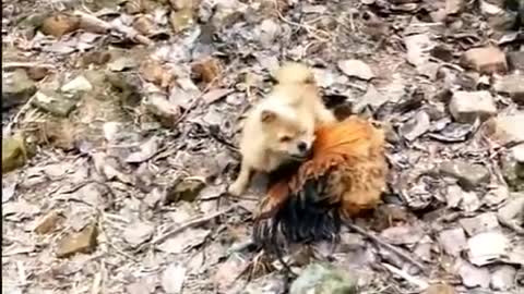 FUNNY DOG VS CHICKEN