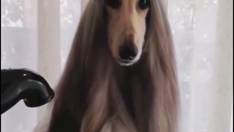 The dog's hair is being blow-dried