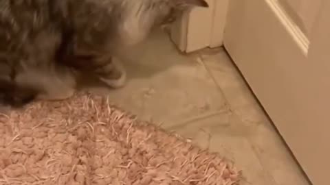 Cat funny viral video