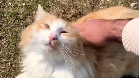 #cute #explore #shortvideo 🐈😳🐈