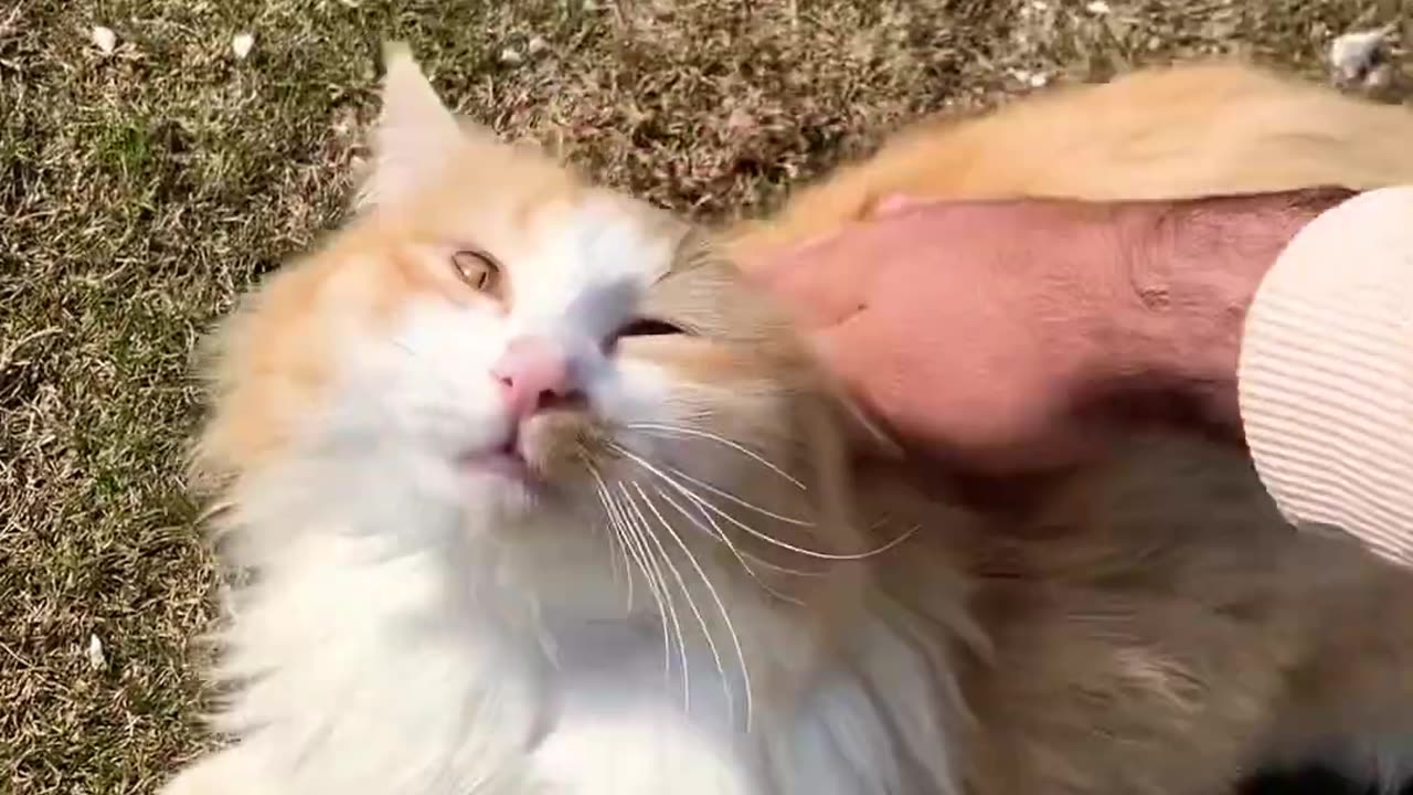 #cute #explore #shortvideo 🐈😳🐈