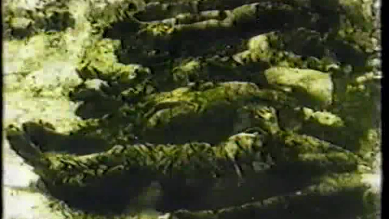 THOMPSON - Jasenovac i Gradiška Stara (konc.)