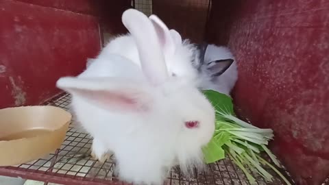 Lionhead bunnies eating pechay