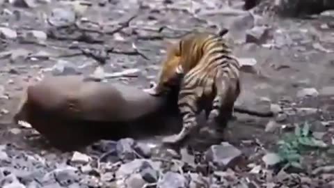 Wildlife in closer view with a natural perspective.