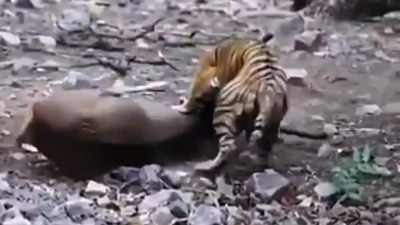 Wildlife in closer view with a natural perspective.