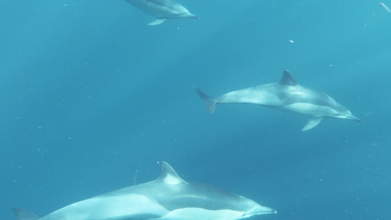 A group of dolphins