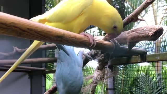 Parrots get along well with each other